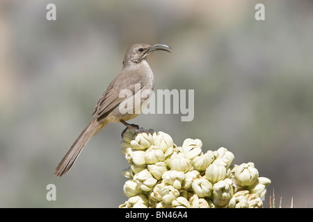 California Thrasher auf Joshua Tree Stockfoto