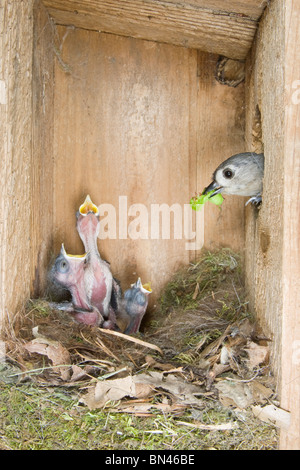 Tufted Meise Familie im Nistkasten Stockfoto