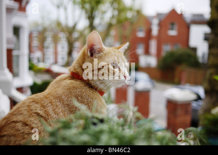 Ingwer-Tabby Katze Haustier sitzend beobachten der Nachbarschaft London England UK Stockfoto