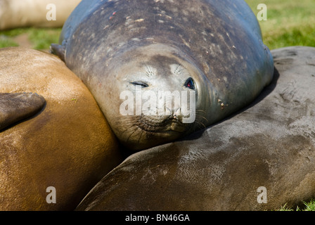 Schlafen südlichen See-Elefanten, Mirounga Leonina, Porträt, Süd-Georgien Stockfoto
