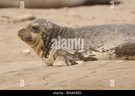 Stock Foto Nahaufnahme von einer weiblichen nördlichen See-Elefanten ruht der Kopf auf einer anderen Robbe. Stockfoto