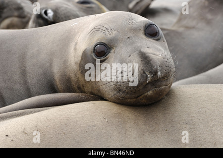 Stock Foto Nahaufnahme von einer weiblichen nördlichen See-Elefanten ruht der Kopf auf einer anderen Robbe. Stockfoto