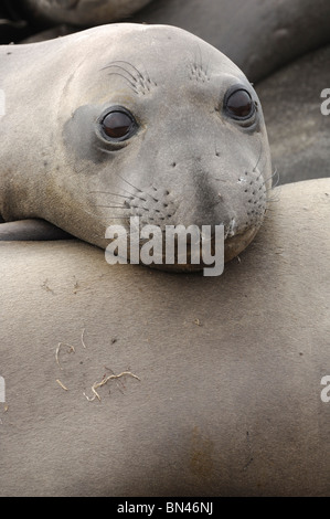 Stock Foto Nahaufnahme von einer weiblichen nördlichen See-Elefanten ruht der Kopf auf einer anderen Robbe. Stockfoto