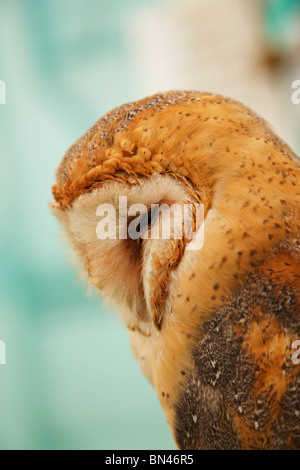 Scheuneneule, Tyro alba, Kopf und Schultern Stockfoto