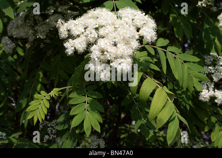 Blühenden Holunder Sambucus Nigra Taken an Martin bloße WWT, Lancashire UK Stockfoto