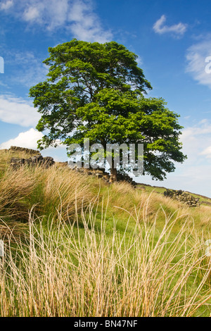 Einsamer Platane wächst in der Nähe von aufgeschlüsselt Trockensteinmauer auf Haworth Moor in "Bronte"Land, Yorkshire, England Stockfoto