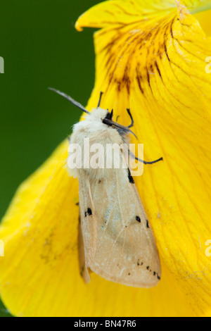 Buff Ermine Motte; Spilosoma lutea Stockfoto