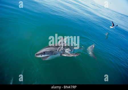 Weißer Hai (Carcharodon Carcharias), Dyer Island, Südafrika - Atlantik. Stockfoto