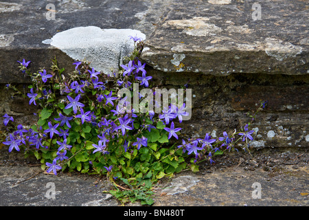 Hübsche blaue Glockenblumen (Campanula poscharskyana) bis Alter Garten Schritte im Frühjahr in Sussex, UK Stockfoto