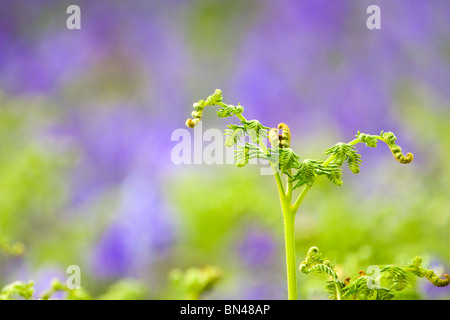 Bracken; Pteridium Aquilinum; unter den Glockenblumen Stockfoto