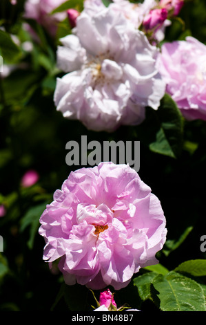 Rosa X centifolia "Muscosa" in der Blume im Painswick Rokoko Garden in The Cotswolds Stockfoto