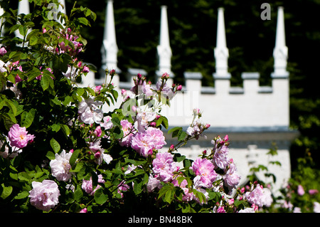 Rosa X centifolia "Muscosa" in der Blume im Painswick Rokoko Garden in The Cotswolds Stockfoto