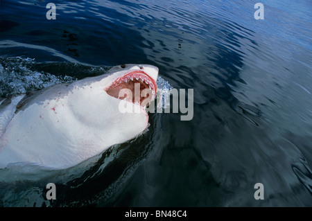 Weißer Hai (Carcharodon Carcharias), Dyer Island, Südafrika - Atlantik. Stockfoto