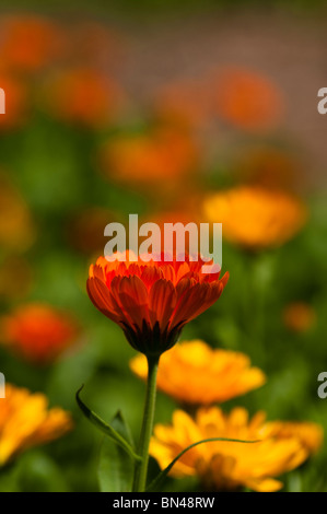 Calendula Officinalis, Topf Ringelblumen in Blüte Stockfoto