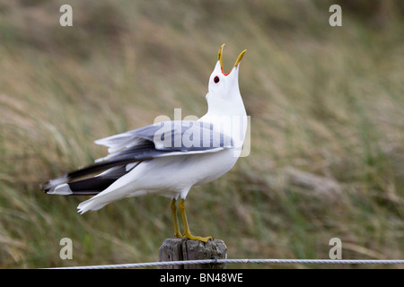 Gemeinsamen Möwe; Larus Canus; auf einem Pfosten; Aufruf Stockfoto