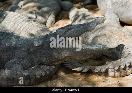 Indien-Tamil Nadu Cholamandal Dorf Marsh Krokodil Crocodylus palustris Stockfoto