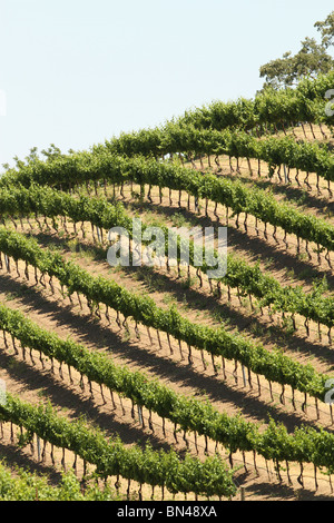 Blick auf den Paso Robles Wine Region Stockfoto