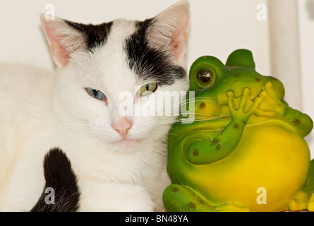 Eine einzelne Junge odd eyed Hauskatze (Felis catus) gekuschelt Neben einem Frosch ornament Stockfoto