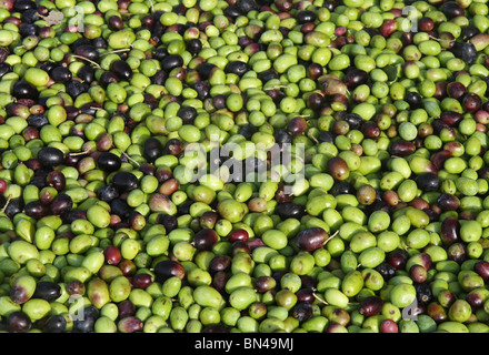 Gruppe von Reifen Oliven zu Öl verarbeitet werden Stockfoto