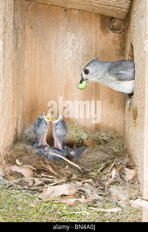 Tufted Meise Familie im Nistkasten - vertikal Stockfoto