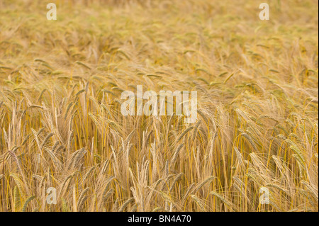 Goldene Felder auf dem kornischen Land Stockfoto