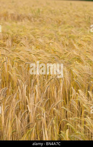 Goldene Felder auf dem kornischen Land Stockfoto