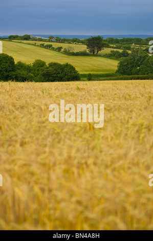 Goldene Felder auf dem kornischen Land Stockfoto