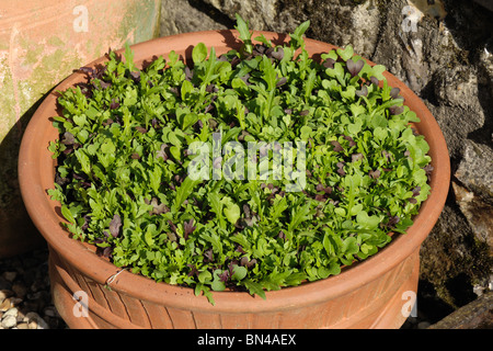 Wählen Sie und kommen wieder Salat Blattgemüse wächst in einem Terrakotta-Topf Stockfoto