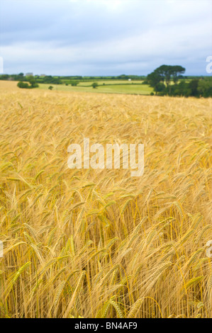 Goldene Felder auf dem kornischen Land Stockfoto