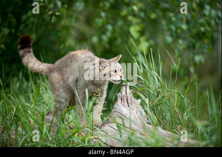 Britische Wildkatze, jetzt nur in freier Wildbahn in Schottland gefunden Stockfoto