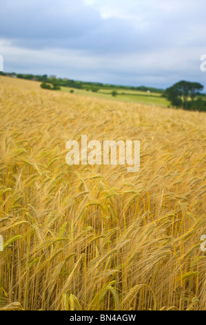 Goldene Felder auf dem kornischen Land Stockfoto