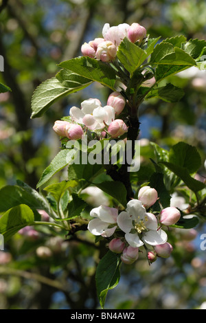 König Blüten und Knospen auf einem Bramley Apfelbaum im Frühjahr Stockfoto