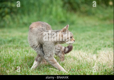 Britische Wildkatze, jetzt nur in freier Wildbahn in Schottland gefunden Stockfoto