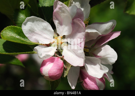 König der Blüte Blume auf einem Baum Apfelsorte Sonnenuntergang im Frühling Stockfoto