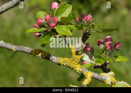 Xanthoria Parietina, eine orange gefärbten Flechten auf Apfelholz mit rosa Blütenknospen Stockfoto