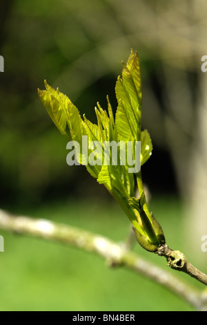 Junge Blätter im Frühjahr auf einer Esche entwickeln Stockfoto