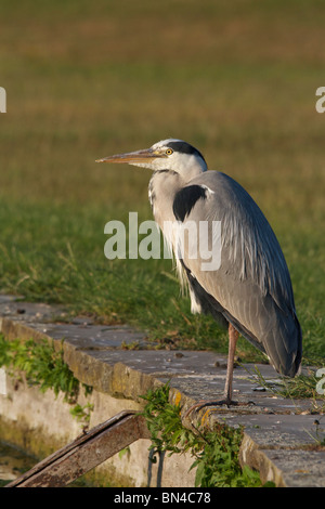 Seite Porträt eines stehenden Graureiher Ardea Cinerea am Rande eines Teiches in Bushy Park, England Stockfoto