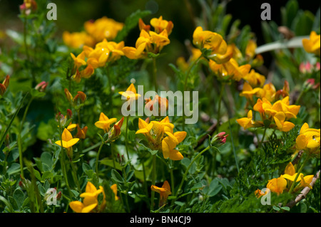 Vögel Fuß Kleeblatt (Lotus Corniculatus) in blühende Pflanze, Devon Stockfoto