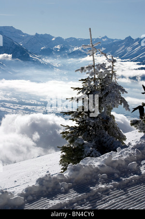 Tanne mit Schnee im Wintersport Gebiet Beatenberg, Schweizer Alpen Antenne bedeckt Stockfoto