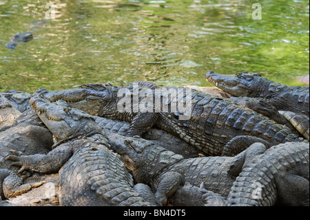 Indien-Tamil Nadu Cholamandal Dorf Krokodile Marsh Krokodil Crocodylus palustris Stockfoto