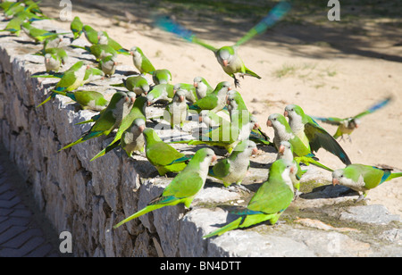 Gruppe von wilden Mönchssittiche (Quäker Papagei Myiopsitta Monachus) Fütterung im Park in Santa Ponsa Mallorca Spanien Stockfoto