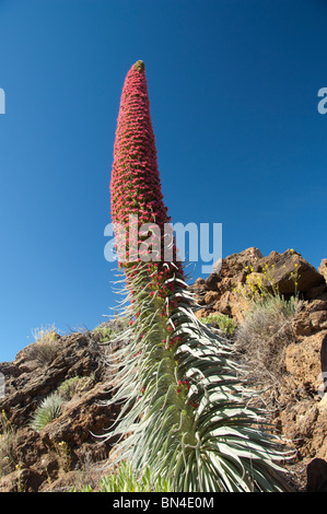 Spanien, Kanarische Inseln, Teneriffa. Nationalpark Las Canadas. Endemische Pflanze in voller Blüte, rot Bugloss (Echium Wildpretii). Stockfoto