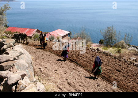 Landwirtschaft auf der Insel Taquile, Titicacasee, Peru. Stockfoto