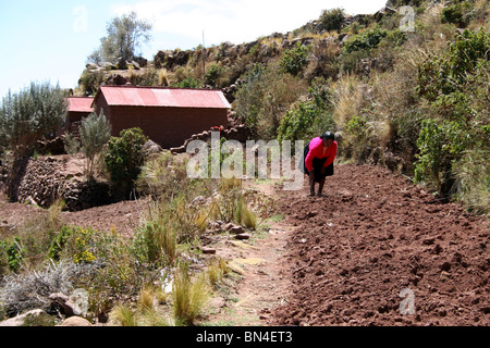 Landwirtschaft auf der Insel Taquile, Titicacasee, Peru. Stockfoto