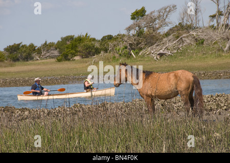 Wilde spanische Mustang männlichen beobachten Kajakpaddel von auf Karotte Island in North Carolina Stockfoto