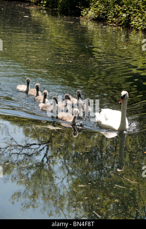 Ein Schwan und neun Cygnets gleiten Sie vorbei an der Basingstoke Canal in der Nähe von Krönungsfeierlichkeiten Schloss, Hampshire, UK. Jun 2010 Stockfoto