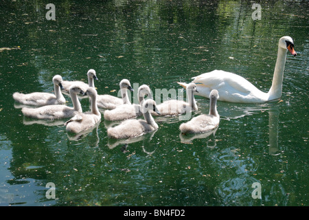 Ein Schwan und neun Cygnets gleiten Sie vorbei an der Basingstoke Canal in der Nähe von Krönungsfeierlichkeiten Schloss, Hampshire, UK. Jun 2010 Stockfoto