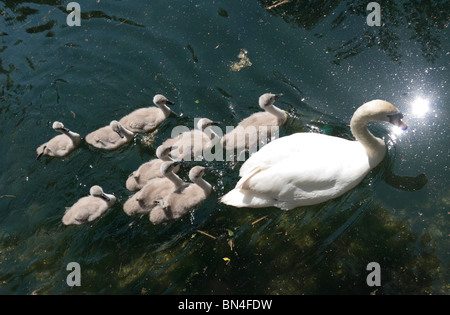 Ein Schwan und neun Cygnets gleiten Sie vorbei an der Basingstoke Canal in der Nähe von Krönungsfeierlichkeiten Schloss, Hampshire, UK. Jun 2010 Stockfoto