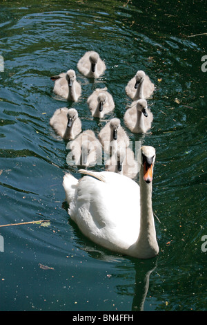 Ein Schwan und neun Cygnets gleiten Sie vorbei an der Basingstoke Canal in der Nähe von Krönungsfeierlichkeiten Schloss, Hampshire, UK. Jun 2010 Stockfoto