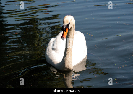 Ein Schwan auf Basingstoke Canal in der Nähe von Krönungsfeierlichkeiten Schloss Hampshire, UK. Stockfoto